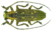 Mulciber undulatoides Breuning 1940 ayol (7067084095) .png