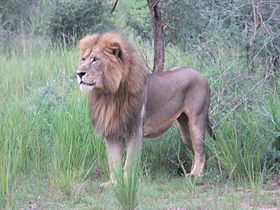 Murchison falls lion.jpg