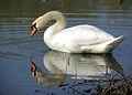 Mute Swan (Cygnus olor) - male.jpg