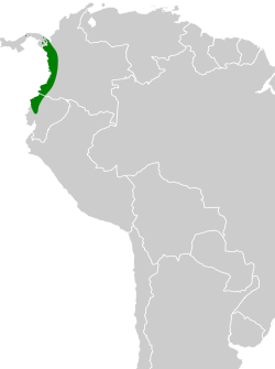 Distribución geográfica del fiofío gris del Chocó.