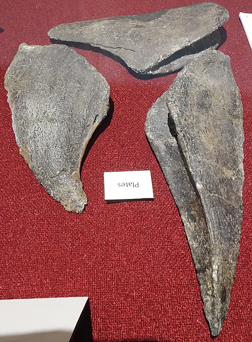 Three of the thin, triangular plates on display at the Dinosaur Journey Museum, Fruita.