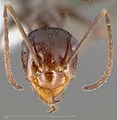 Myrmecocystus yuma casent0005420 head 1.jpg