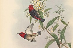 Myzomela annabellae - The Birds of New Guinea (cropped).jpg