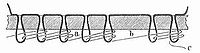 Fig. 6. Verschlingung des unteren Bindefadens mit dem oberen Faden