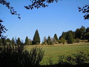 Juniper heather in the NSG Greuthau