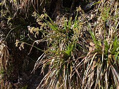 Wald-Hainsimsen