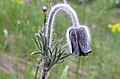 Koniklec luční (Pulsatilla pratensis)