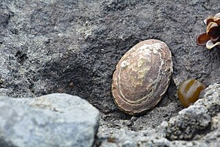 <i>Nacella concinna</i> Species of gastropod