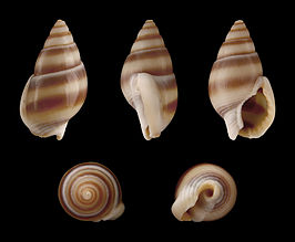 Nassarius reeveanus