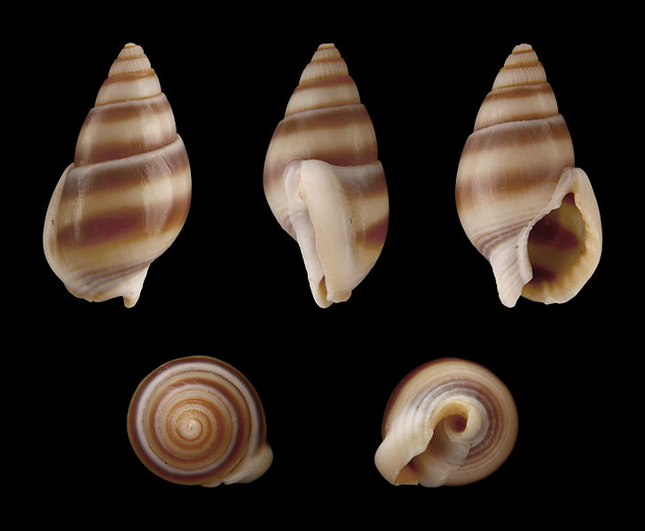 File:Nassarius reeveanus forma zonalis 01.JPG