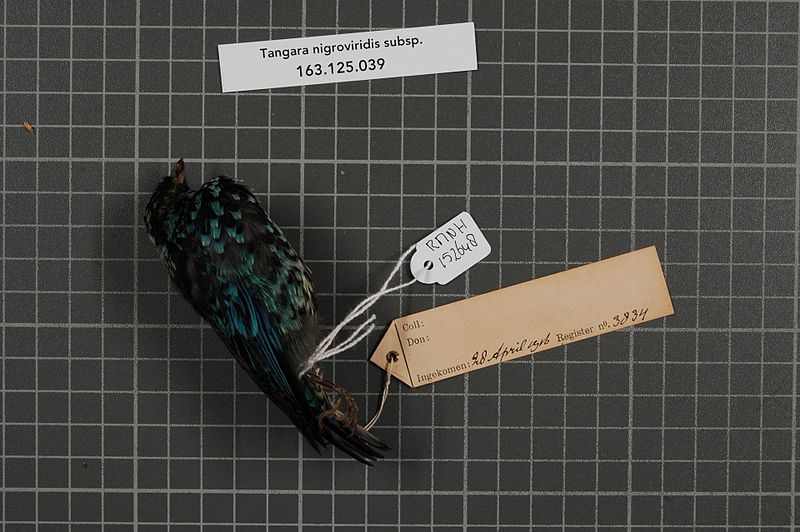 File:Naturalis Biodiversity Center - RMNH.AVES.152648 1 - Tangara nigroviridis subsp. - Emberizidae - bird skin specimen.jpeg