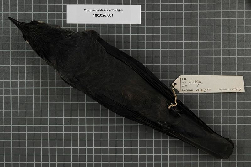 File:Naturalis Biodiversity Center - RMNH.AVES.20347 2 - Corvus monedula spermologus Vieillot, 1817 - Corvidae - bird skin specimen.jpeg