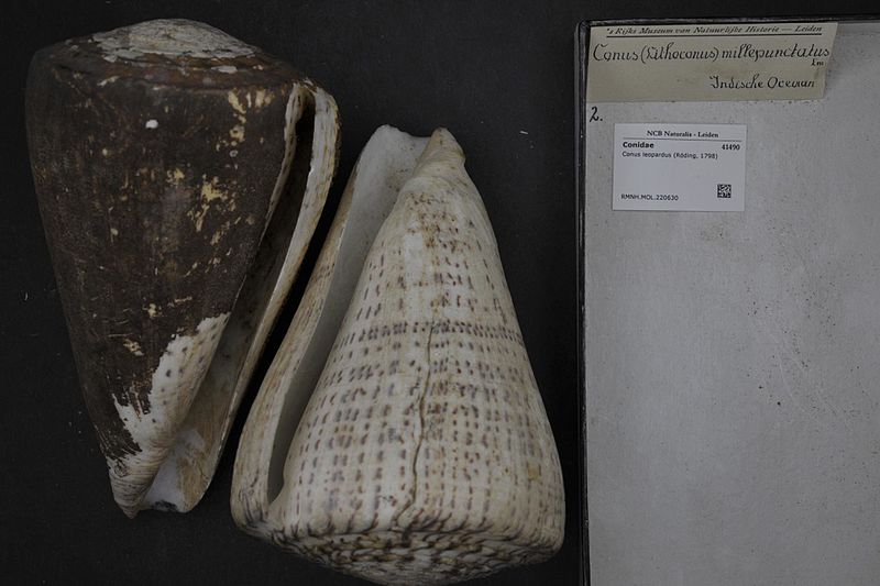 File:Naturalis Biodiversity Center - RMNH.MOL.220630 - Conus leopardus (Röding, 1798) - Conidae - Mollusc shell.jpeg