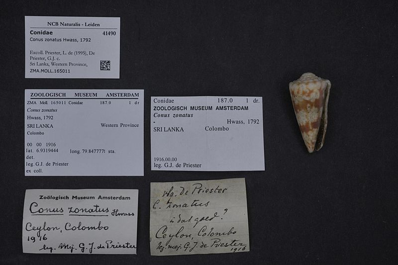 File:Naturalis Biodiversity Center - ZMA.MOLL.165011 - Conus zonatus Hwass, 1792 - Conidae - Mollusc shell.jpeg