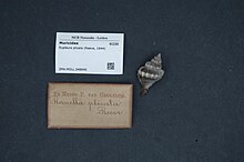 Naturalis Biodiversity Center - ZMA.MOLL.348840 - Eupleura plicata (Reeve, 1844) - Muricidae - Mollusc shell.jpeg