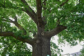 Naturdenkmal Stiel-Eiche - Sommer-Eiche Seegefelder Weg 466 2024-06-22 12.jpg