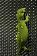 Auckland green gecko