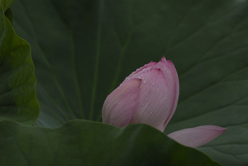 File:Nelumbo nucifera (29383521453).jpg