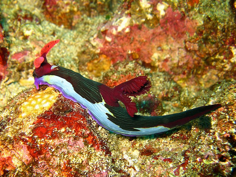 File:Nembrotha chamberlaini (AA1).jpg