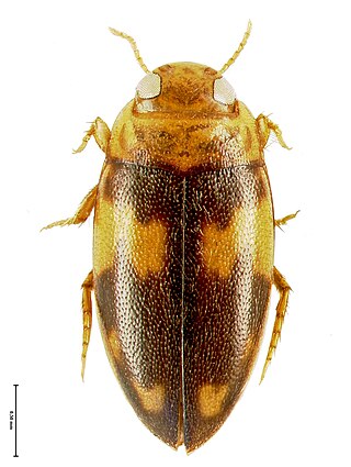<i>Neobidessodes flavosignatus</i> Species of beetle