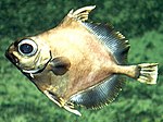 Thumbnail for False boarfish