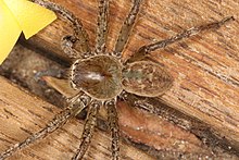 Neosparassus sp. (23964738346) .jpg