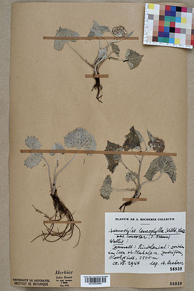 File:Neuchâtel Herbarium - Adenostyles leucophylla - NEU000009661.jpg