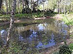 New pond (Berlin-Frohnau) .jpg