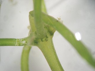 <i>Nitella translucens</i> Species of alga