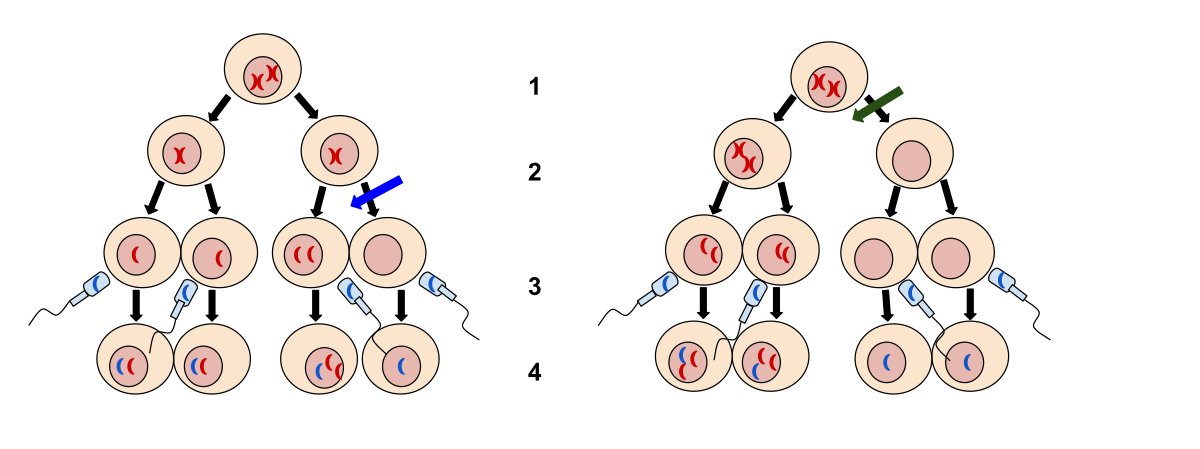 Segregation Of Genes - Meiosis And Other Factors Affecting Genetic