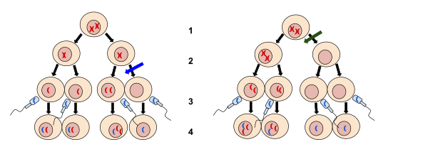 Meiosis I
Meiosis II
Fertilization
Zygote
The left image at the blue arrow is nondisjunction taking place during meiosis II. The right image at the green arrow is nondisjunction taking place during meiosis I. Nondisjunction is when chromosomes fail to separate normally resulting in a gain or loss of chromosomes. Nondisjunction Diagrams.svg
