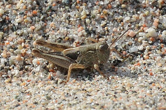 Short-horned Grasshopper (Acrididae)