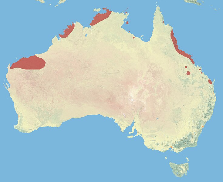 File:Northern Quoll.JPG