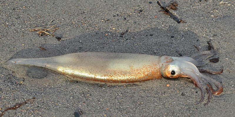 File:Northern Shortfin Squid (Illex illecebrosus) - Eastport, Newfoundland 2019-08-14 (07).jpg