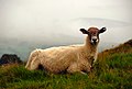 Sheep with an ear notch