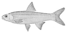 Notropis shumardi