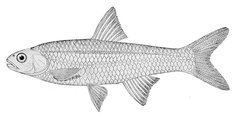 File:Notropis shumardi.jpg