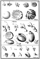 Tafel 11: „Plinia“ „Alpina“ „Pisonia“