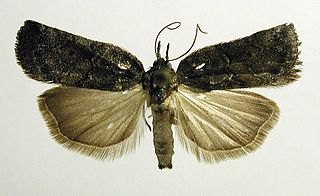 <i>Nycteola revayana</i> Species of moth