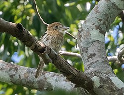 Nystalus striolatus - Striolated Puffbird; Nova Lacerda, Mato Grosso, Brazil.jpg