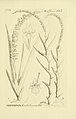 Oberonia costeriana (as syn. Oberonia kinabaluensis) plate 89 in vol. VI: Oakes Ames (1874–1950) Orchidaceae: Illustrations and studies Boston (1920)