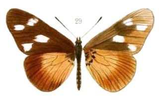 <i>Acraea johnstoni</i> Species of butterfly