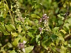 Ocimum ¿ kilimandscharicum ? (6674307993).jpg