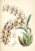 Odontoglossum luteopurpureum Oncidium luteopurpureum