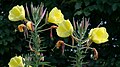 Oenothera (German: Nachtkerze)