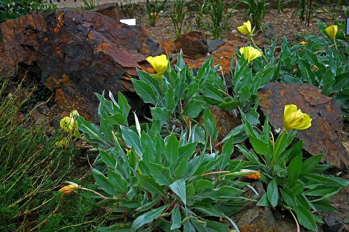 oenothera macrocarpa