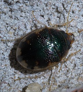 <i>Omophron nitidum</i> Species of beetle