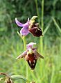 Ophrys × albertiana flowers Germany - Tauberfranken