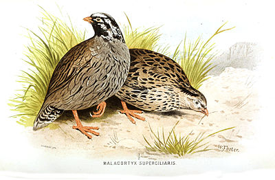 Illustration of a Himalayan quail from A. O. Hume's work. Last seen in 1876