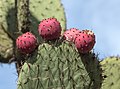 * Nomination Fruits of Opuntia streptacantha in the Jardín Botánico Canario Viera y Clavijo, Gran Canaria --Llez 19:16, 20 January 2017 (UTC) * Promotion Good quality. --Poco a poco 20:12, 20 January 2017 (UTC)